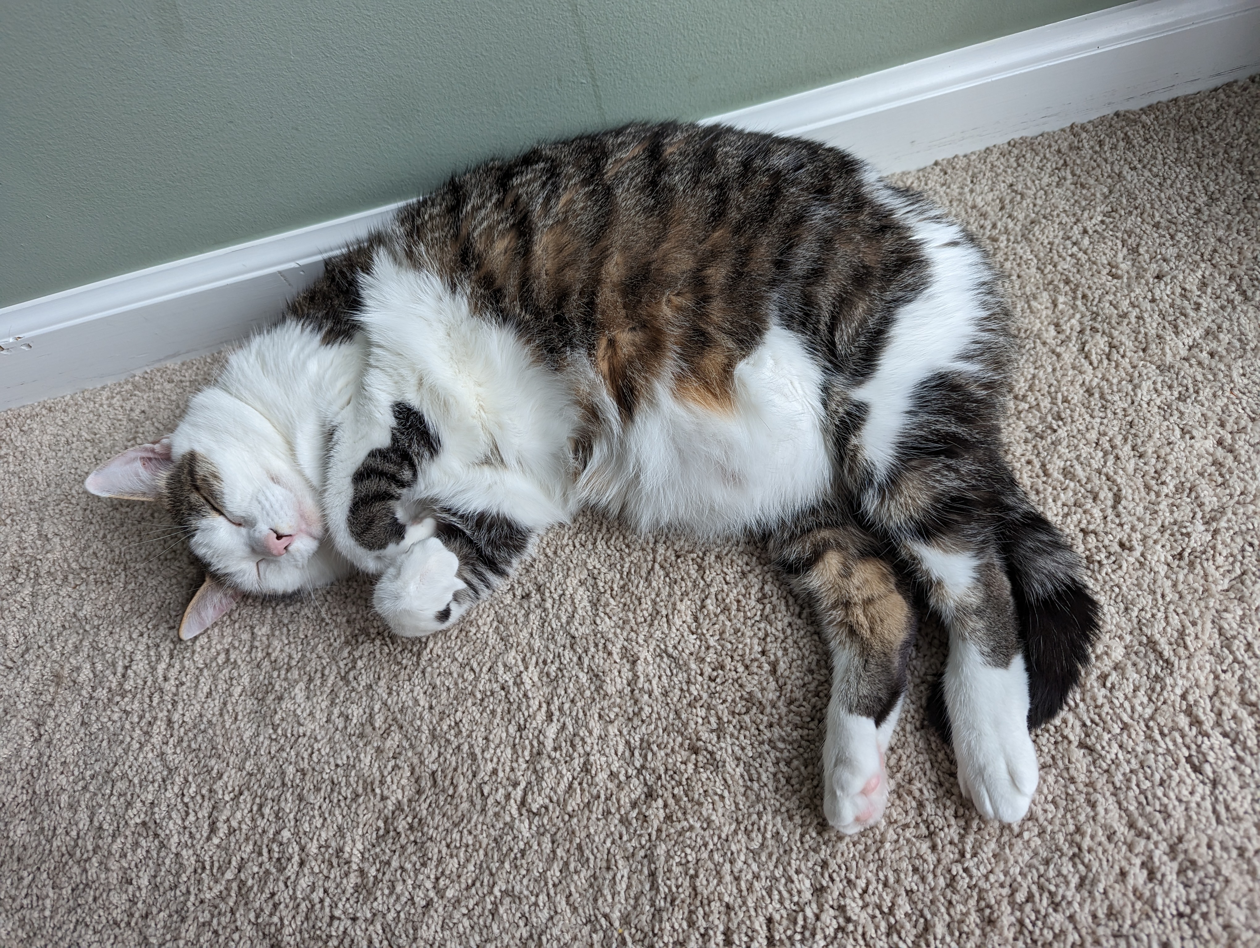 Enroll your pet to be an Eckler Supervisor