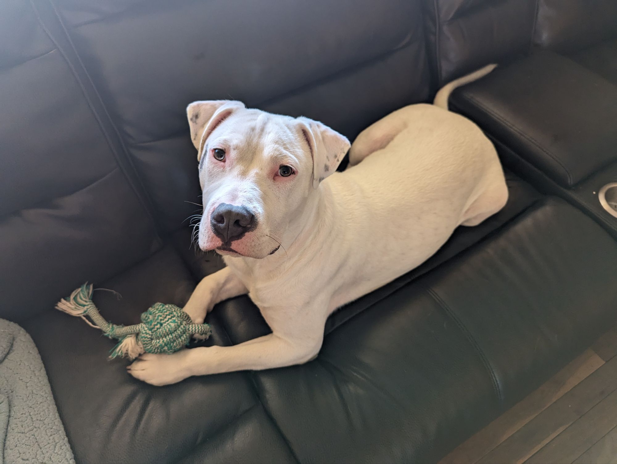 Five Pet Friendly Cleaners