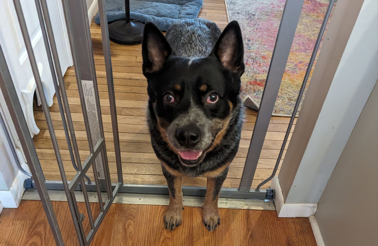 Remove Pet Smells in your Home