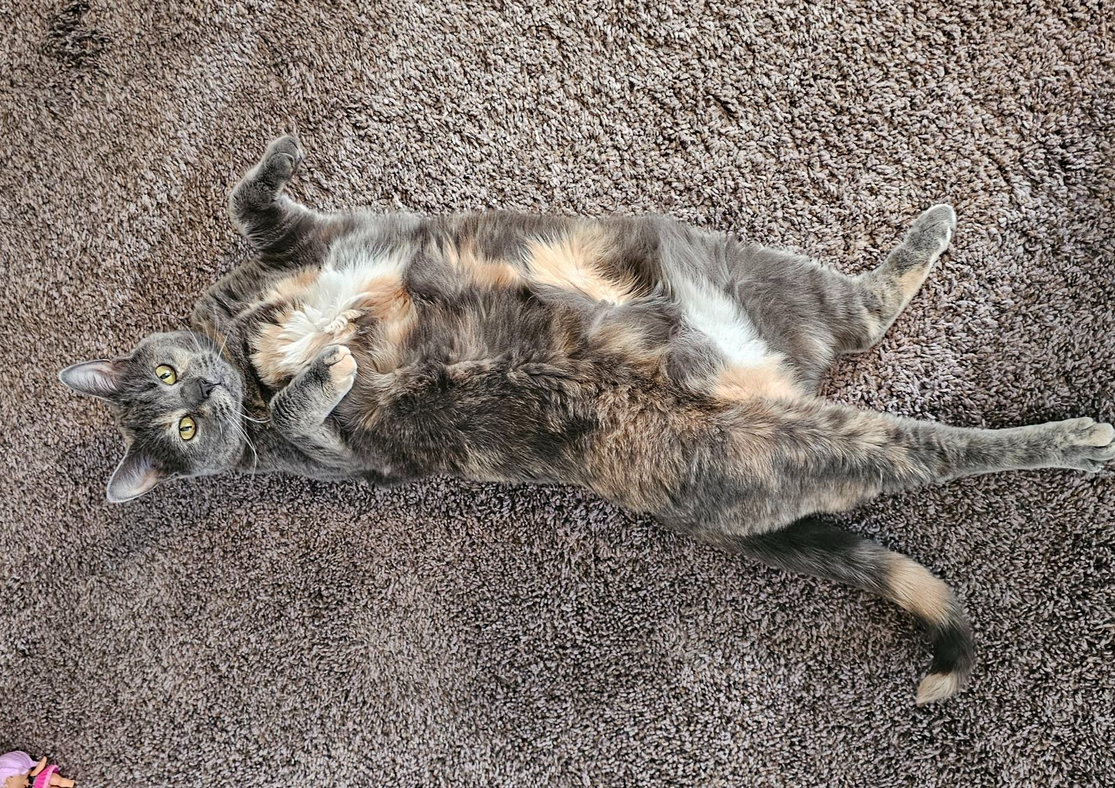 Cleaning Tips for Pet Owners